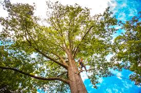 Best Tree Removal Service  in Avonmore, PA