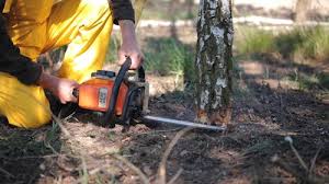 Trusted Avonmore, PA Tree Services Experts