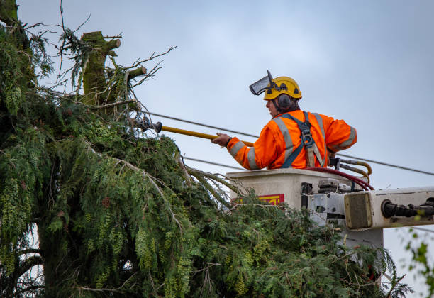 Best Arborist Consultation Services  in Avonmore, PA