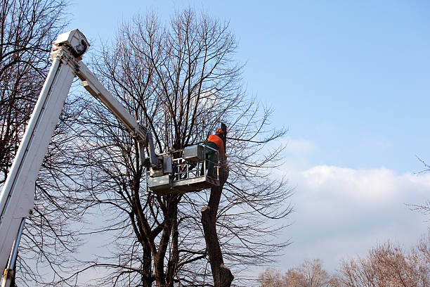 How Our Tree Care Process Works  in  Avonmore, PA